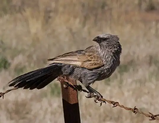 Picture of a apostlebird (Struthidea cinerea)