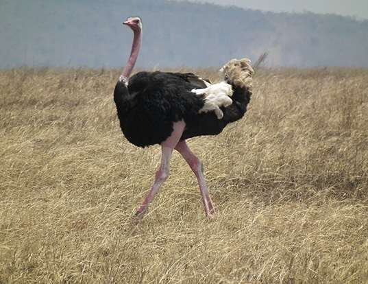 Picture of a ostrich (Struthio camelus)