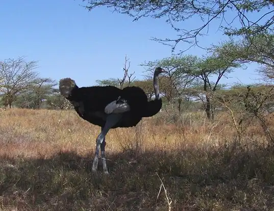 Picture of a somali ostrich (Struthio molybdophanes)