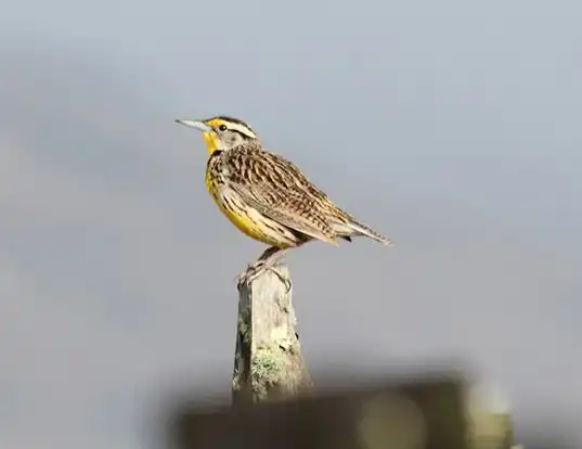 Picture of a eastern meadowlark (Sturnella magna)