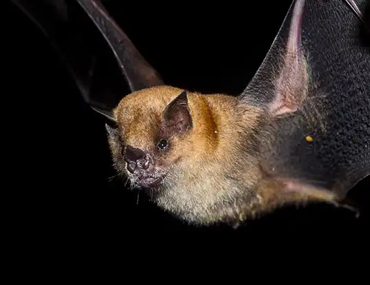 Picture of a little yellow-shouldered bat (Sturnira lilium)