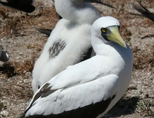 Picture of a masked booby (Sula dactylatra)