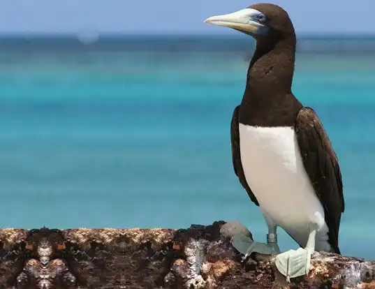 Picture of a brown booby (Sula leucogaster)