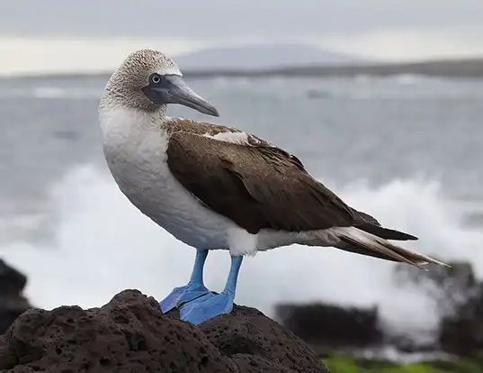 Picture of a blue-footed booby (Sula nebouxii)