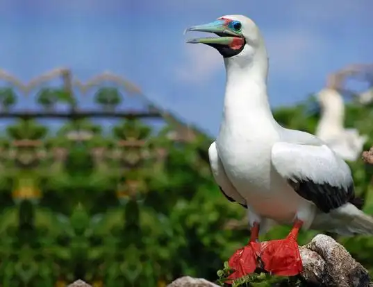Picture of a red-footed booby (Sula sula)