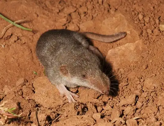 Picture of a white-toothed pygmy shrew (Suncus etruscus)