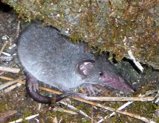 Picture of a house shrew (Suncus murinus)