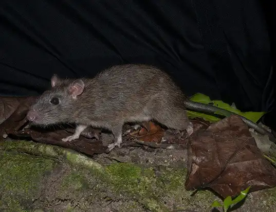 Picture of a muller's giant sunda rat (Sundamys muelleri)