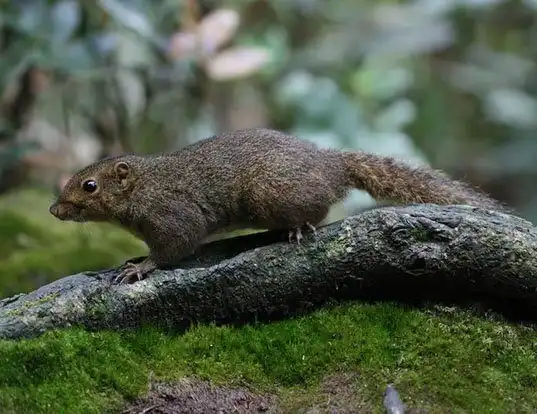 Picture of a low's squirrel (Sundasciurus lowii)
