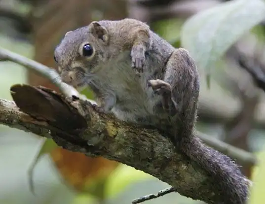 Picture of a slender squirrel (Sundasciurus tenuis)