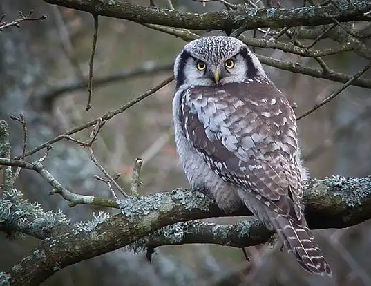 Picture of a northern hawk-owl (Surnia ulula)