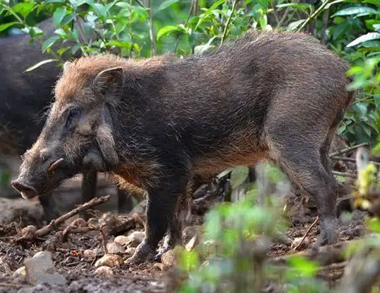 Picture of a javan warty pig (Sus verrucosus)