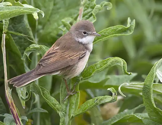 Picture of a whitethroat (Sylvia communis)