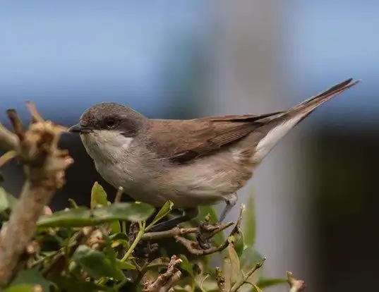 Picture of a lesser whitethroat (Sylvia curruca)