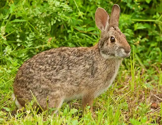 Picture of a swamp rabbit (Sylvilagus aquaticus)