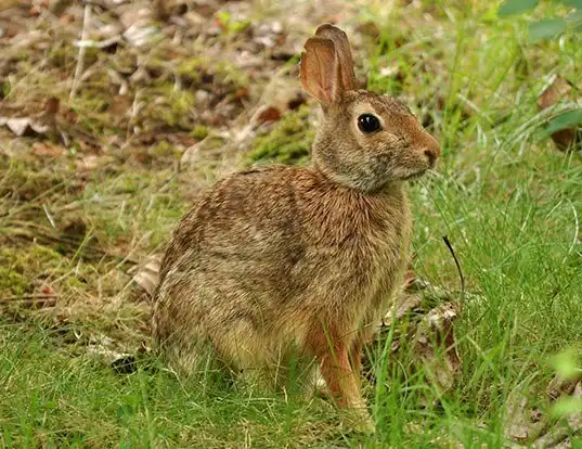 Picture of a eastern cottontail (Sylvilagus floridanus)