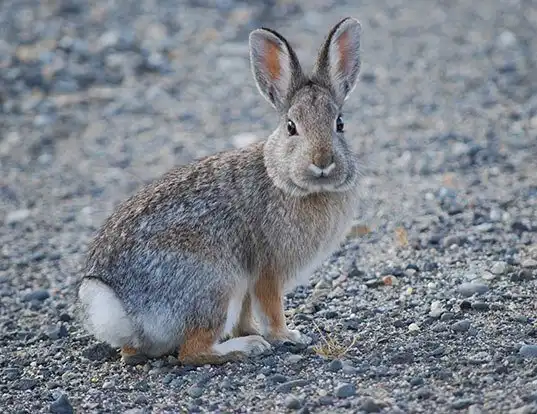 Picture of a mountain cottontail (Sylvilagus nuttallii)