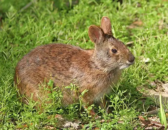 Picture of a robust cottontail (Sylvilagus robustus)