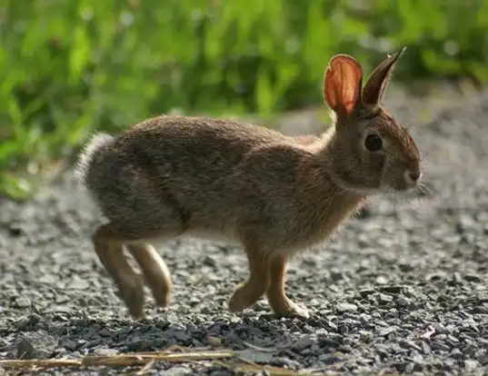 Picture of a new england cottontail (Sylvilagus transitionalis)