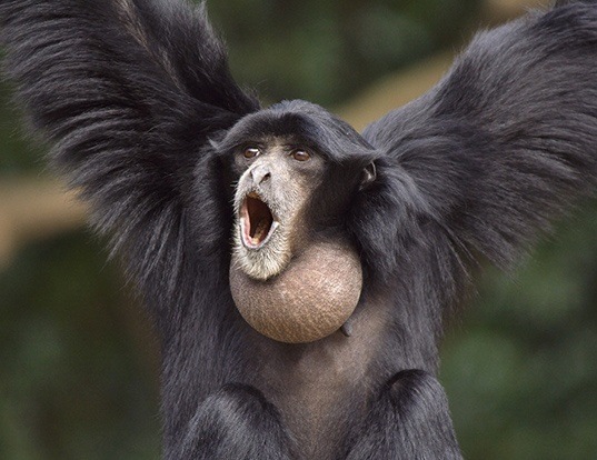Picture of a siamang (Symphalangus syndactylus)