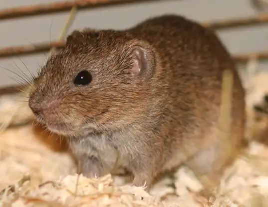 Picture of a kansas bog lemming (Synaptomys cooperi)