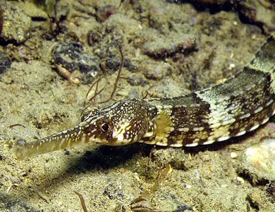 Picture of a bull pipefish (Syngnathus springeri)