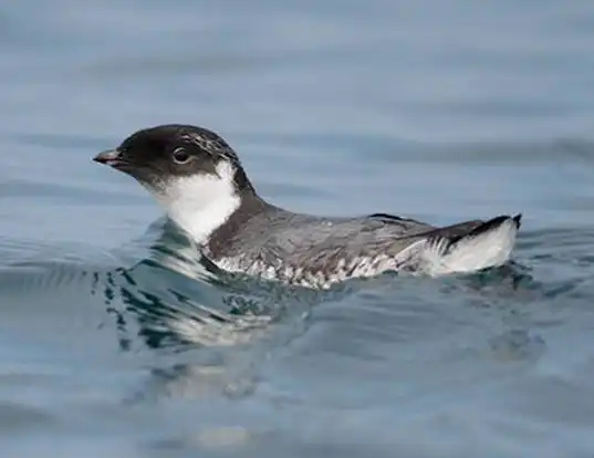 Picture of a ancient murrelet (Synthliboramphus antiquus)