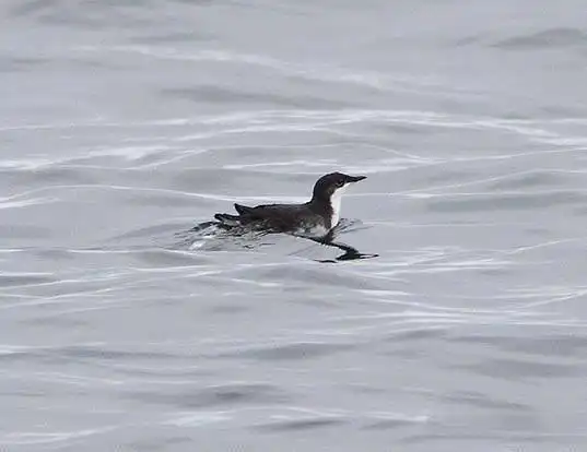 Picture of a guadalupe murrelet (Synthliboramphus hypoleucus)