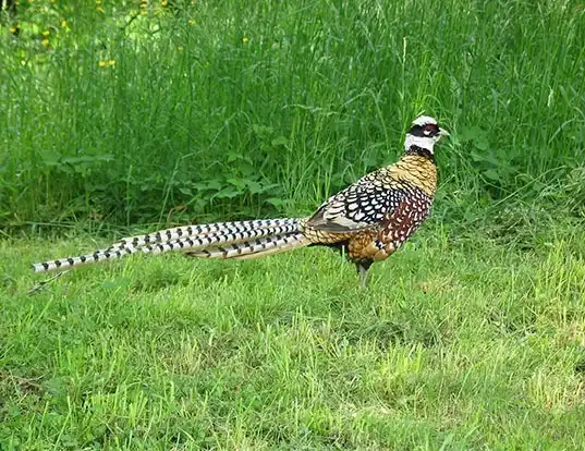 Picture of a reeves pheasant (Syrmaticus reevesii)