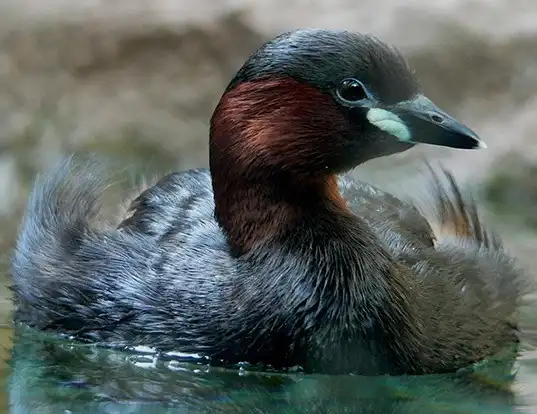 Picture of a little grebe (Tachybaptus ruficollis)