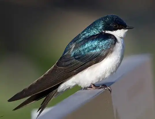 Picture of a tree swallow (Tachycineta bicolor)