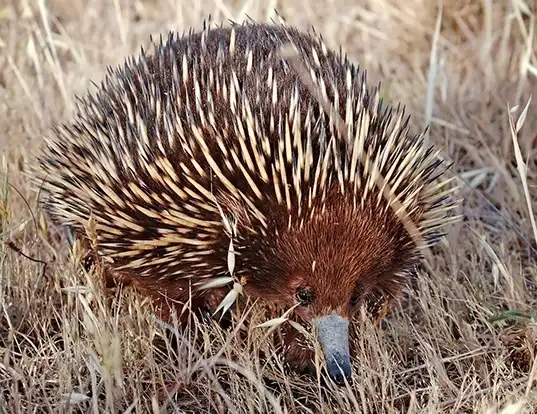 Picture of a short-beaked echidna (Tachyglossus aculeatus)