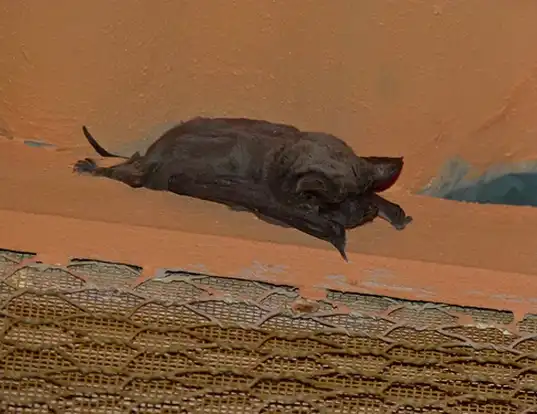 Picture of a egyptian free-tailed bat (Tadarida aegyptiaca)