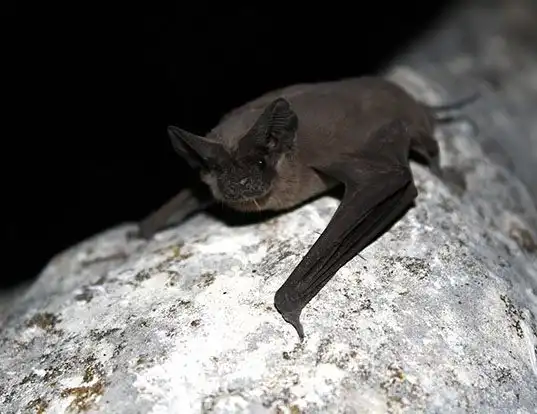 Picture of a brazilian free-tailed bat (Tadarida brasiliensis)