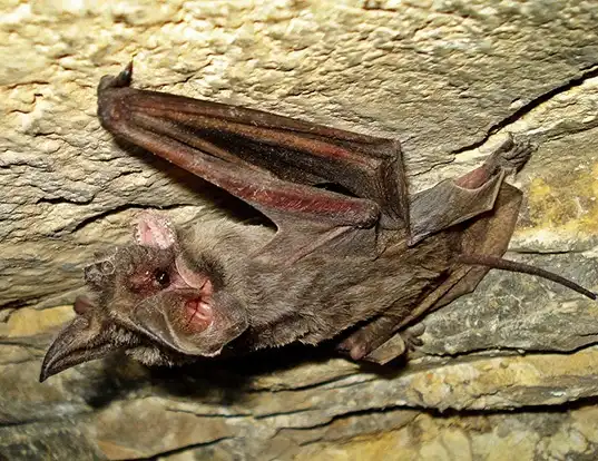 Picture of a european free-tailed bat (Tadarida teniotis)