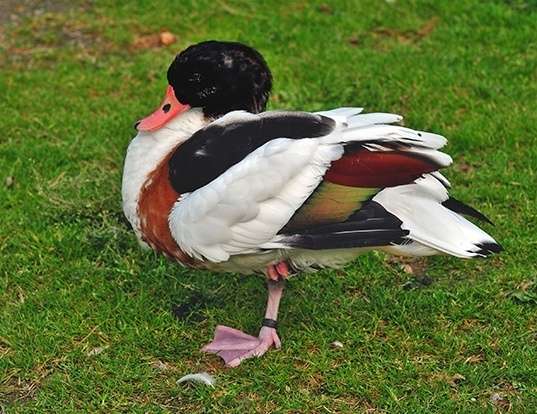 Picture of a shelduck (Tadorna tadorna)