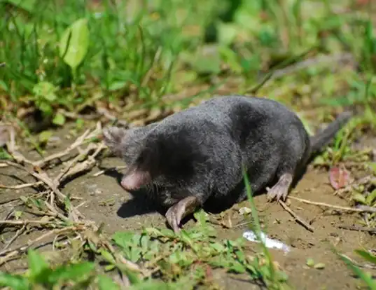 Picture of a european mole (Talpa europaea)