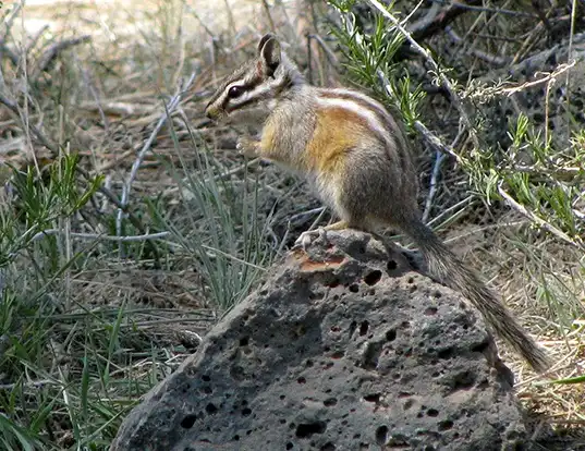 Picture of a yellow-pine chipmunk (Tamias amoenus)