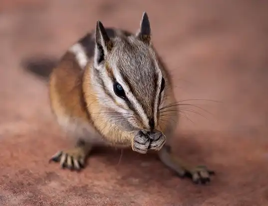 Picture of a cliff chipmunk (Tamias dorsalis)