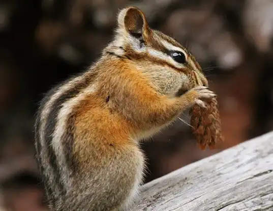 Picture of a new mexico least chipmunk (Tamias minimus)