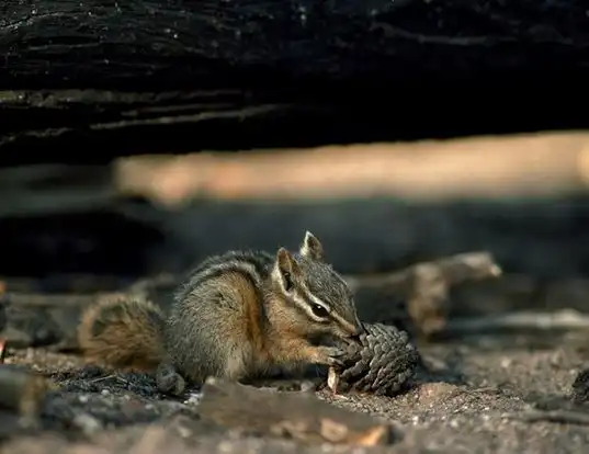 Picture of a palmer's chipmunk (Tamias palmeri)