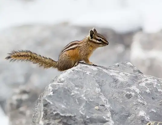Picture of a red-tailed chipmunk (Tamias ruficaudus)