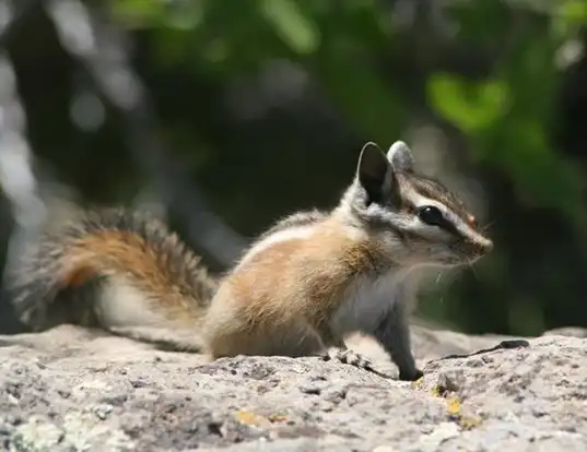Picture of a hopi chipmunk (Tamias rufus)