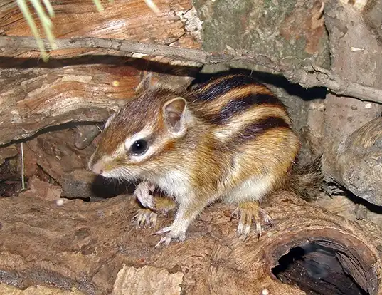 Picture of a siberian chipmunk (Tamias sibiricus)