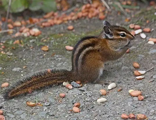 Picture of a townsend's chipmunk (Tamias townsendii)