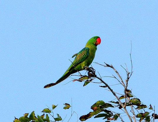 Picture of a great-billed parrot (Tanygnathus megalorynchos)