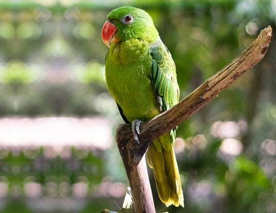 Picture of a blue-backed parrot (Tanygnathus sumatranus)