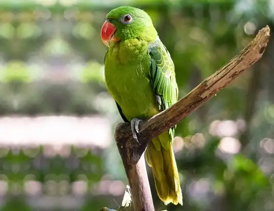 Picture of a blue-backed parrot (Tanygnathus sumatranus)