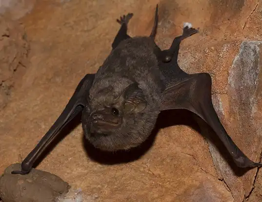 Picture of a sheath-tailed bat (Taphozous georgianus)