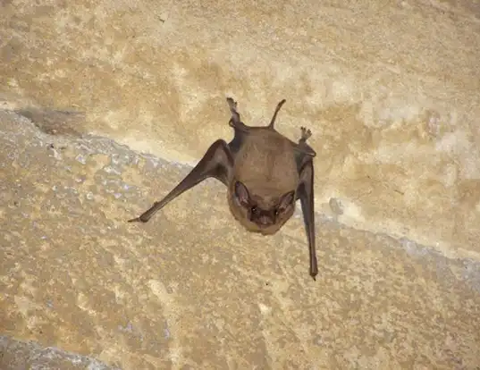 Picture of a black-bearded tomb bat (Taphozous melanopogon)